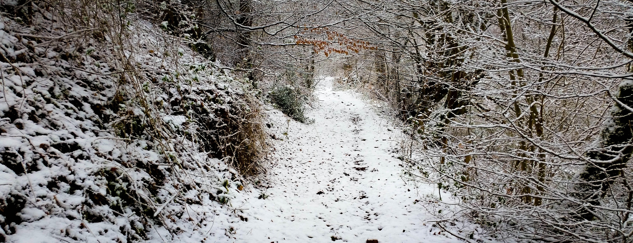 trail Avenas